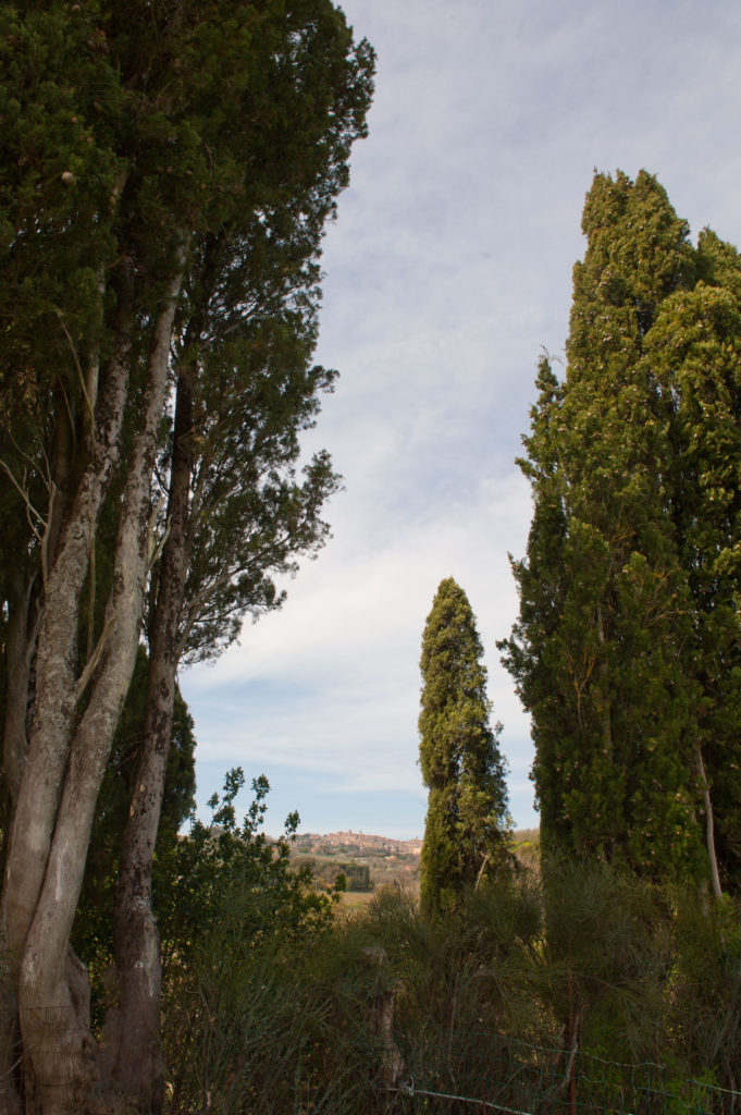 Vista di Montepulciano tra i cipressi secolari della Fattoria
