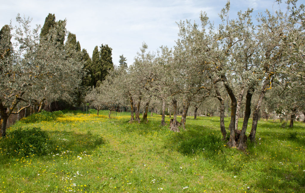 Passeggiata tra gli olivi la vigna ed i cipressi