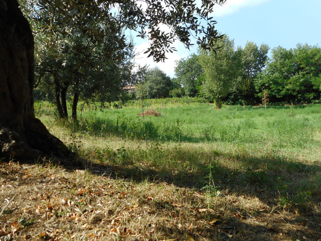 Veduta della vigna bassa