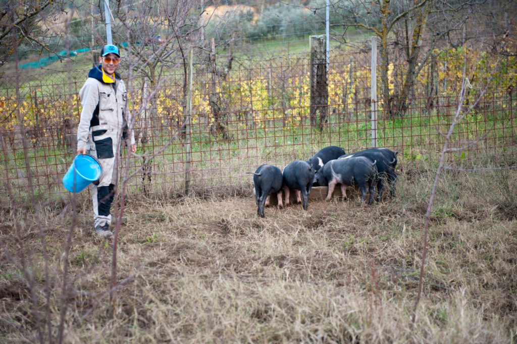 L'ora del cibo per i suini