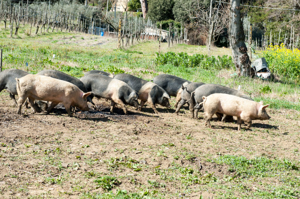 Gruppo di maiali