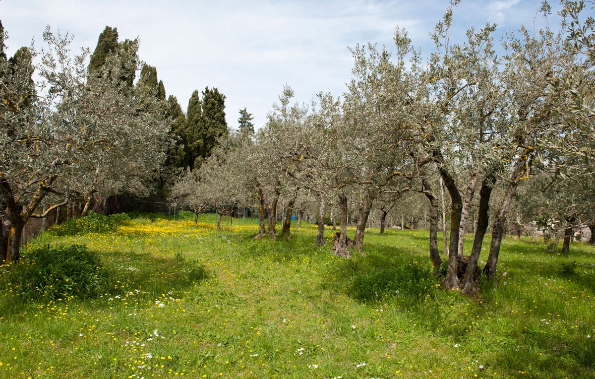 Passeggiata tra gli olivi