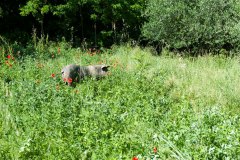 Cinta senese into the green