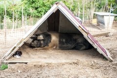 Gatto di cinta senese