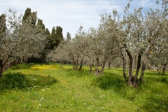 Passeggiata tra gli olivi