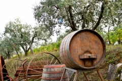 Botte per invecchiamento del vino