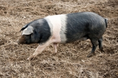 Cinta senese