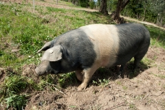 Scrofa di cinta senese