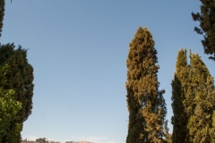 Panorama di Montepulciano tra i cipressi secolari