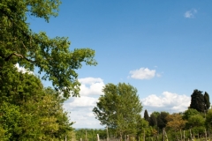 Campagna e vigna